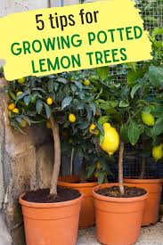 Best lemon tree to grow in arizona. 5 Tips For Growing Potted Lemons On Plant A Lemon Tree Day May 15