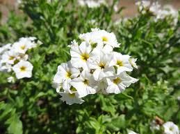 Image result for Hilsenbergia petiolaris