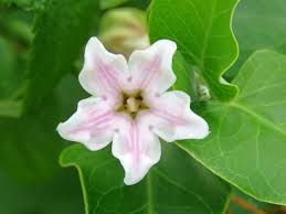 Check spelling or type a new query. Araujia Sericifera Blog Patricia Lopez Diseno Floral