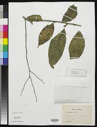 Image result for Olax pentandra