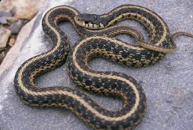 Questions About Snakes Georgia Dnr Has Answers Snake Reptiles And Amphibians Creatures