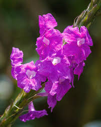 Image result for Stachytarpheta cayennensis