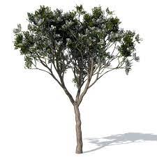 Xfrogplants Chinaberry Tree 3d Model 3d Model Tree Trees To Plant