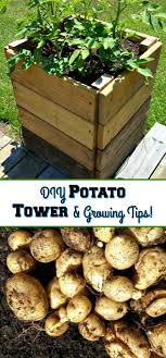 Potato plants can grow fairly large, so don't crowd them. Potato Tower Box How To Make And Grow In A Potato Tower Box Reuse Grow Enjoy