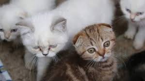 Ruyada Disi Kedi Gormek Ruyandagor Com