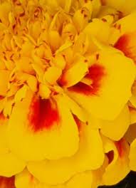 Image result for Tagetes erecta