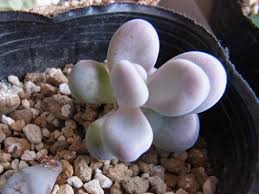 多肉植物の葉挿し 461日目 No 1083 多肉植物の葉挿し観察日記 通販サイトまとめ Shizusanpo