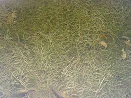 Image result for Potamogeton richardii