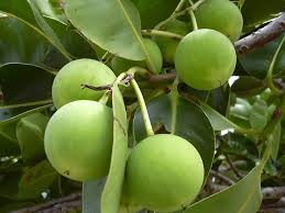 Image result for Calophyllum inophyllum