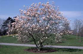 When in doubt, be conservative with what you trim. Characteristics Of Japanese Magnolia Saucer Magnolia