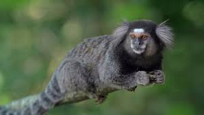 Find the perfect black tufted ear marmoset stock photos and editorial news pictures from getty images. Sagui Monkey In The Wild Stock Footage Video 100 Royalty Free 14772787 Shutterstock