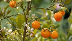 Proudly serving san diego for over two decades. 10 Citrus Trees You Can Grow In Pots Hobby Farms