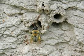 Why are there carpenter bees in my house? Chimney Bees And Their Turrets Honey Bee Suite