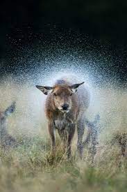 Animal Wildlife Photography For More Inspiration Follow On Ig Richpointofview Or Click On Photo To Visit S Animals Animal Photography Animals Beautiful