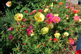 Image result for Portulaca centrali-africana