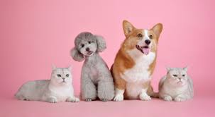 Look what we're up to. Best Pet Care Specialist Company Puppy Potty Breaks Pet Sitting For Kittens Mybelovedpetnanny Com