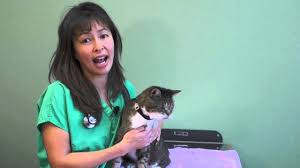 Using bronchodilators, medications that are inhaled directly into the lungs to help open up the airways to allow the cat to breathe more freely. How To Use An Asthma Inhaler In Your Cat Dr Justine Lee Youtube