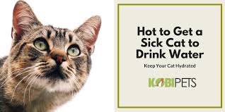 It may take time for your cat to adjust to the new feeding schedule, but it may keep your cat hydrated. How To Get A Cat To Drink Water When Sick Kobi Pets