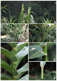 Image result for Styppeiochloa