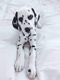 Viljodalmatian Cute Dalmatian Puppy Dalmatian Puppy Dalmatian Dogs Puppies