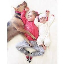 Jangan lupa untuk subscribe like coment dan share nyalakan loncengnya agar mendapatkan notifikasi dari chanel saya. Viral Napping Sensation Theo And Beau Have A New Sister Dogs And Kids Sleeping Puppies Baby Puppies