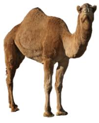 To rent a space in one of these popular cities, 1 in 7 restaurants pay a rent of more than $12,000 per this shouldn't cost more than a few thousand dollars, which is much cheaper than hiring an agency to do it. Rent Animals For Your Live Nativity Or Easter Program