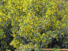 Image result for Delosperma mahonii