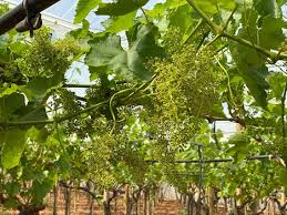 Check spelling or type a new query. Uva Da Tavola In Che Stato Sono Le Produzioni Pugliesi