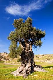 Cyprus Olive By John Mckinlay Old Trees Tree Weird Trees