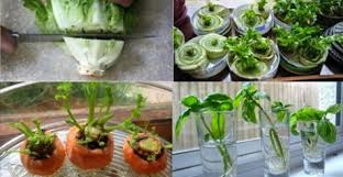 11 Fruits Et Legumes Que Vous Devez Acheter Une Seule Fois Et Faire Repousser A La Maison En 2020 Fruits Et Legumes Faire Pousser Des Champignons Fruits