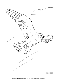 All click peregrine falcons coloring pages view printable version color online with bird falcon page draw step pinterest punch drawing illustration klingler. Peregrine Falcon Coloring Pages Free Birds Coloring Pages Kidadl