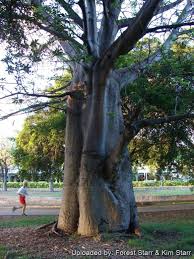 Image result for Adansonia digitata