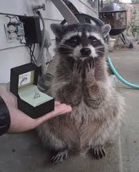 She Said Yes 9gag