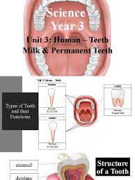 We did not find results for: Science Year 3 Human Teeth Milk And Permanent Teeth