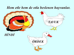 Hazirlayan Cimen Hasgul Ppt Indir