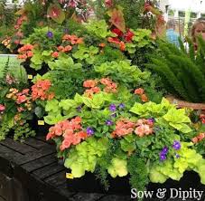 Summer Planter Part Shade Google Search Container Gardening Flowers Hanging Plants Container Plants