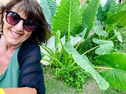 Giant taro plants found in the Dominican Republic