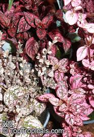 Image result for Hypoestes cancellata