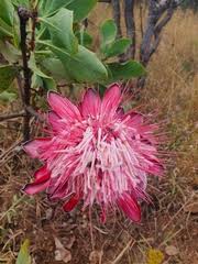 Image result for Protea angolensis