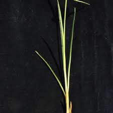 Image result for Pycreus nitidus