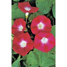 Image result for Ipomoea tuberculata