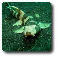 53 Bamboo Shark Ideas Shark Bamboo Types Of Sharks