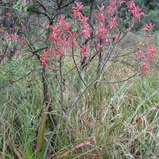 Image result for Raphionacme madiensis