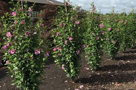 The new variety hibiscus syriacus white pillar is an especially desirable shrub for a variety of planting schemes. 12 Hibiskushecke Ideen Hibiskus Hecke Hibiskus Hecke