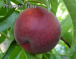 Image result for Peach Melba Yellow 1977 Holden Fleet