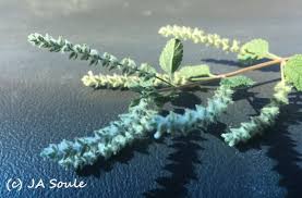 Image result for Aloysia