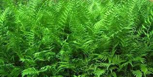 Image result for Thelypteris confluens