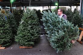 Our pot grown christmas trees are purpose grown to be the perfect christmas addition to your better still, unlike our fresh cut christmas trees, our pot grown varieties can be kept for up to three. Fir Real Christmas Trees In Crisis As Americans Flock To Fakes Wsj