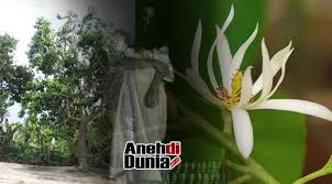 We did not find results for: Tak Cuma Wangi Inilah Fakta Mistis Bunga Kantil Atau Cempaka Putih Berita Aneh Dan Unik Terbaru