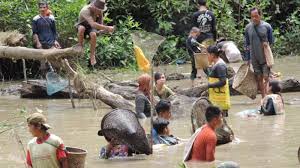 Ikan yang satu ini dikategorikan sebagai ikan yang tidak ramah dengan ikan jenis lain karena sifatnya yang agresif. Bupati Sekadau Hadiri Nangguk Ikan Bersama Di Danau Sekameh Tribun Pontianak